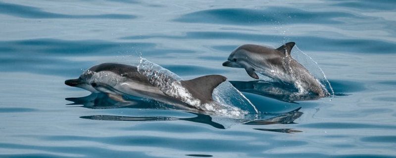 Wild dolphins in albufeira