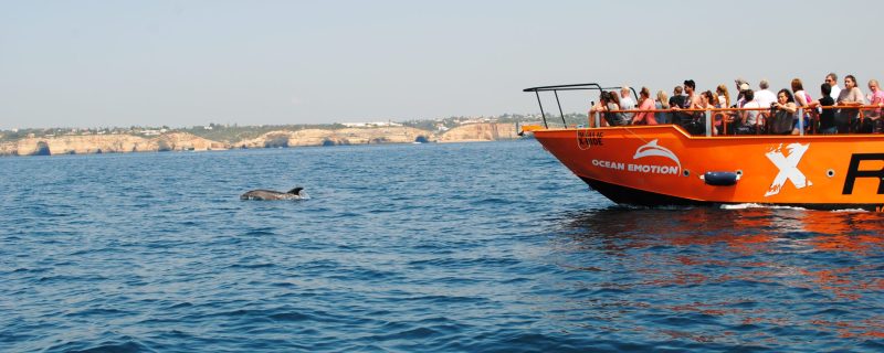Boat close to wild dolphins in Albufeira