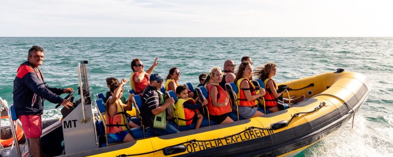 6229-dolphin-watching-trip-in-portimao-1604074654