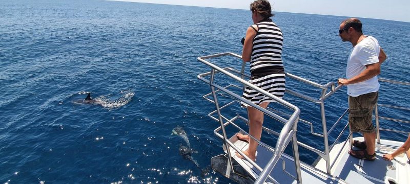 6400-it-s-a-magical-experience-to-watch-wild-dolphins-in-lagos-1606561291