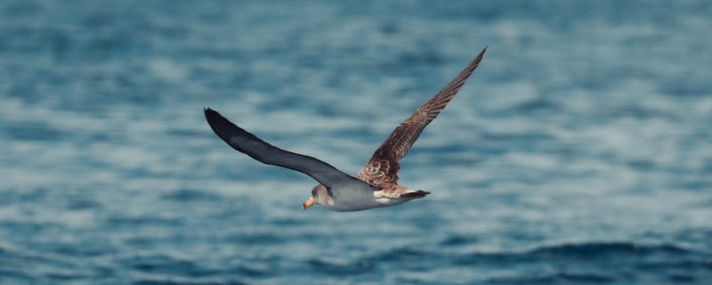 6973-explore-the-wildlife-1612869476