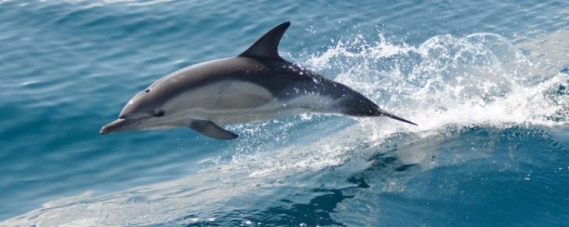7080-dolphin-watching-in-faro-1614274944