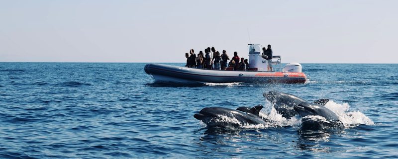 Dolphin watching tour from Albufeira