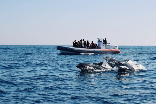 Dolphin watching tour from Albufeira