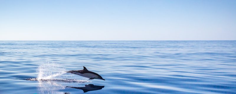 7726-whale-watching-terceira-acores-1632915638