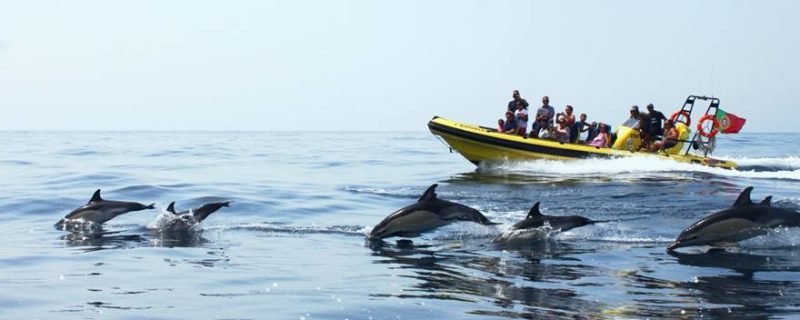 78-caves-and-dolphin-watching-from-albufeira-close-encounters-with-dolphins-1575396926