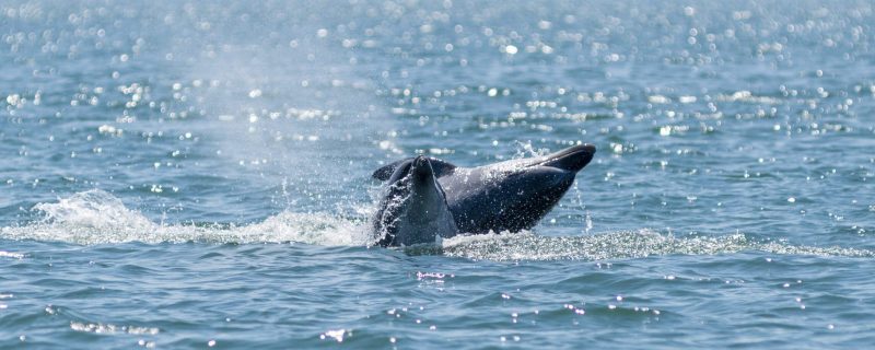 8037-golfinhos2_1_jpalma-1635162902