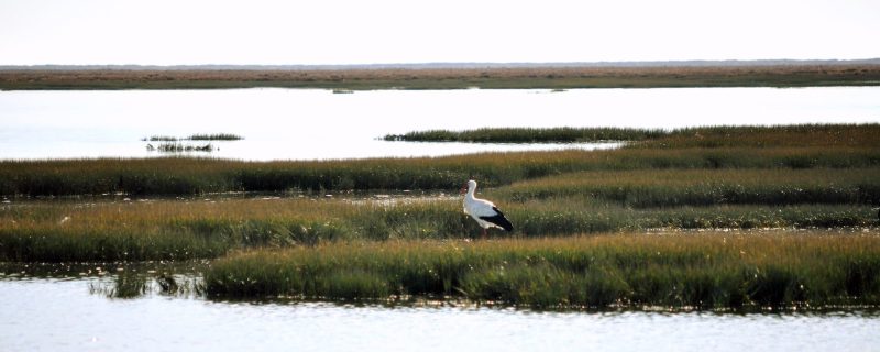 8241-faro-boat-trip-birdwatching-in-ria-formosa-1-1670236425