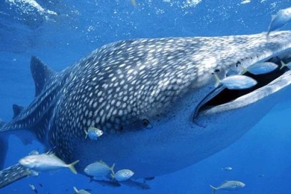 8373-8373-01-1641921230-1642437797