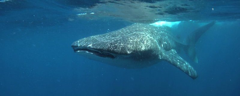 8377-whale-shark-cancun-eco-1641921234