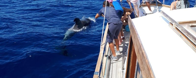 8742-cabo-girao-sailing-trip-for-dolphin-and-whale-watching-1646145430