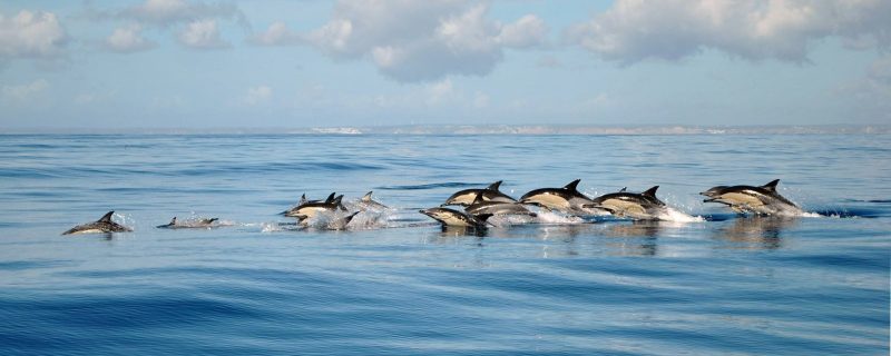 8802-cover-for-dolphin-observation-in-lagos-1647092128