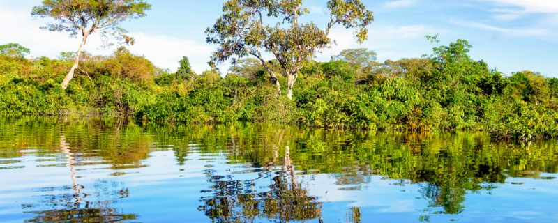 Amazonas view from the river