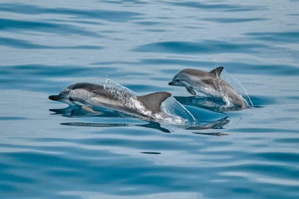 Axopar 28 T Top Lagos 6