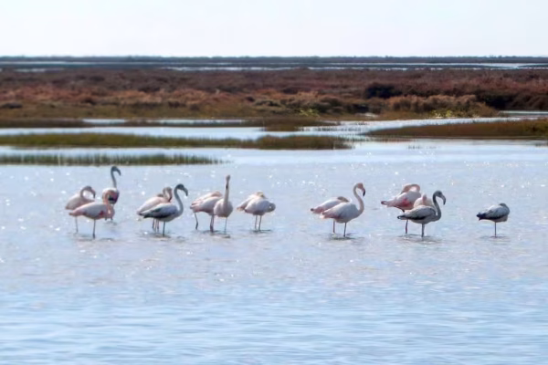 Bird Watching Ria Formosa 1