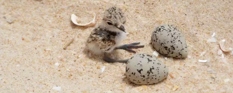 Bird Watching in Ria Formosa, Faro