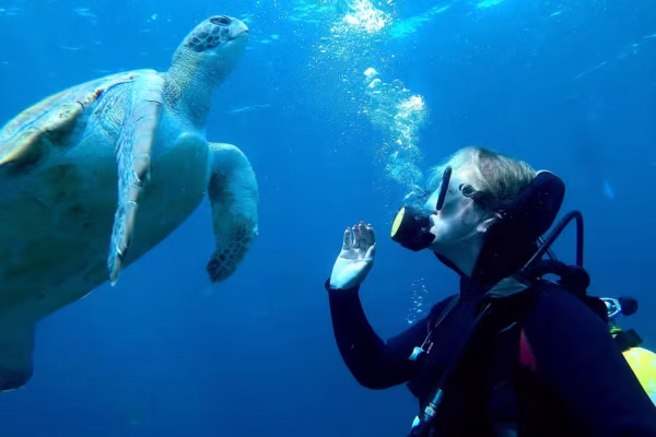 Diving with turtles in Tenerife 2