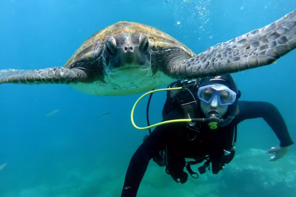 Diving with turtles in Costa Adeje
