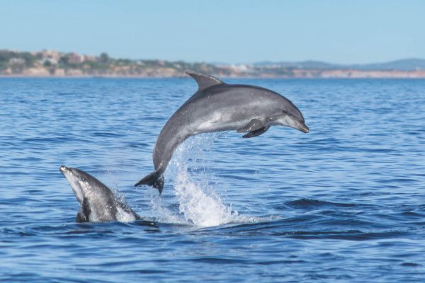 Wild bottlenose dolphins in the Algarve