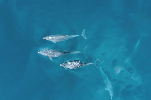 Wild dolphins in Albufeira