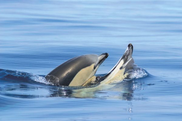Common dolphins in Algarve