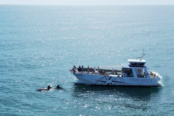 Dolphins Catamaran Vilamoura 2
