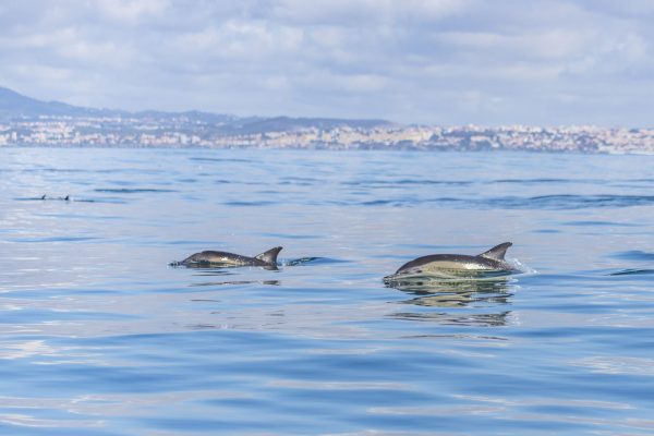 Delfines Lisboa 2