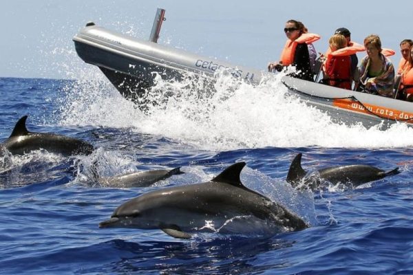 Golfinhos junto a um barco na Madeira