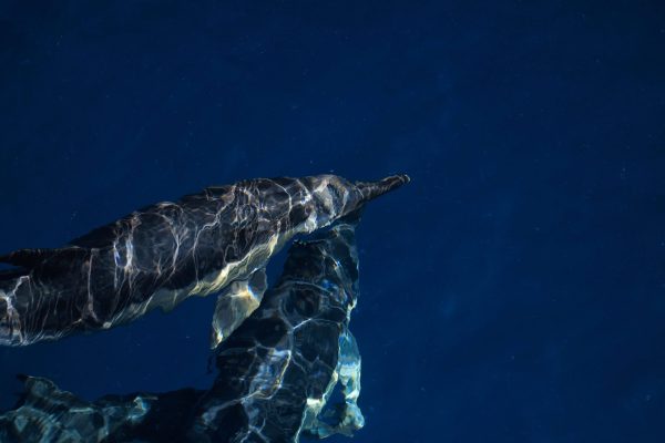 Dolphins Vilamoura 1