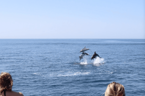 Dolphins Vilamoura 3