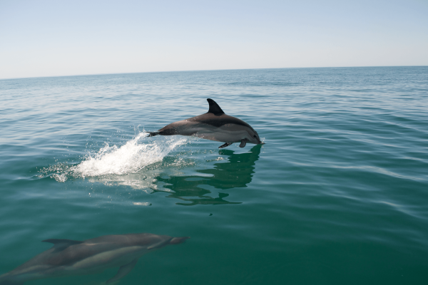 Dolphins Vilamoura 4