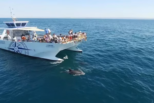 Dolphin watching boat tour in Vilamoura