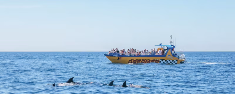 Dolphin watching in Albufeira