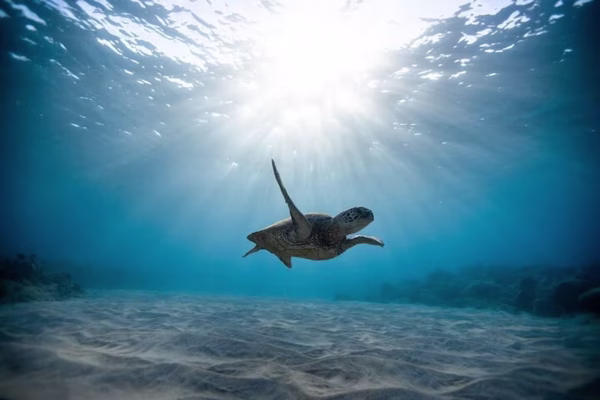 Cruzeiro de Catamarã em Oahu para ver tartarugas marinhas selvagens