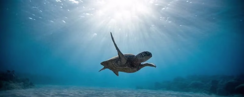 Cruzeiro de Catamarã em Oahu para ver tartarugas marinhas selvagens