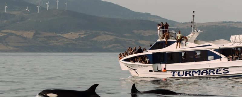 Orcas Tarifa