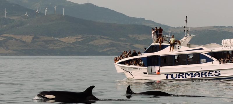 Orcas Tarifa