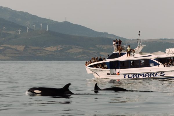 Orcas Tarifa