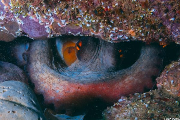 Scuba Diving 2