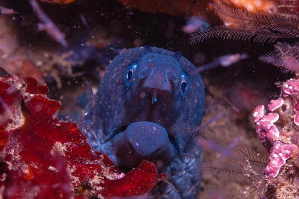 Scuba Diving 3