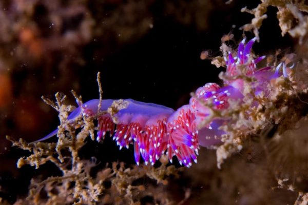 Scuba Diving 5
