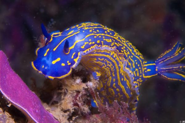 Scuba Diving 7