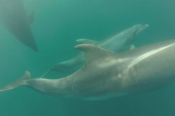 SeaDolphins 3