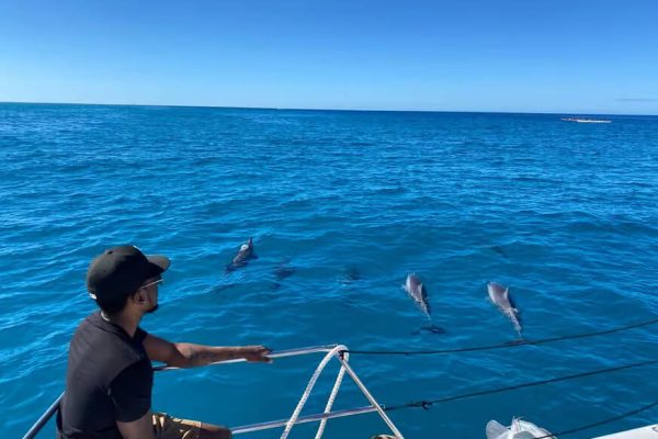 Snorkeling with Turtles in Waikiki 3