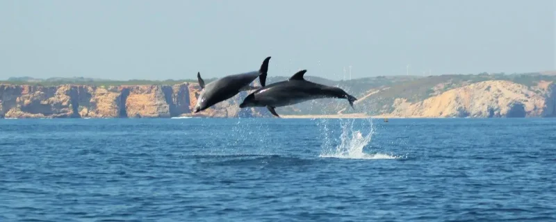 Whale watching in Sagres 4