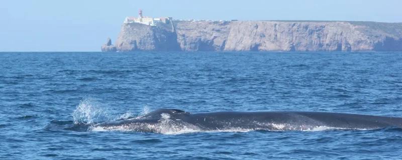 Walvissen spotten in Sagres 7